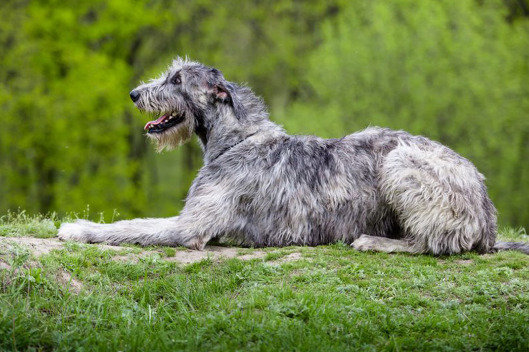 Greyhound Spa - de-shedding